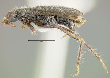 Media type: image;   Entomology 33384 Aspect: habitus lateral view